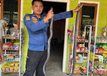 Tiga Ular Kobra Jawa Muncul di Karangjati, Nyaris Serang Warga