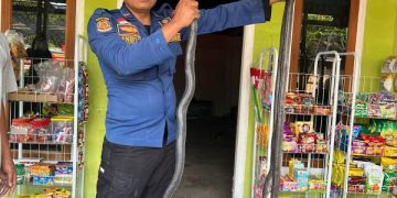 Tiga Ular Kobra Jawa Muncul di Karangjati, Nyaris Serang Warga