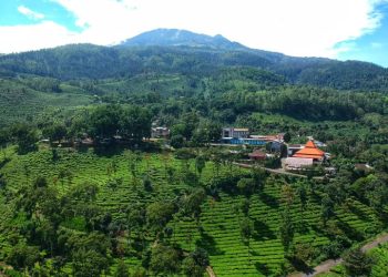 Menikmati Sejuknya Kebun Teh Jamus dan Serunya Melihat Rusa Tutul di Lereng Lawu