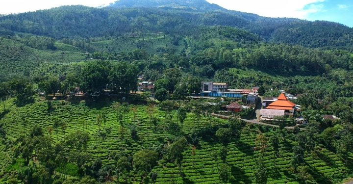 Menikmati Sejuknya Kebun Teh Jamus dan Serunya Melihat Rusa Tutul di Lereng Lawu