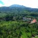 Menikmati Sejuknya Kebun Teh Jamus dan Serunya Melihat Rusa Tutul di Lereng Lawu