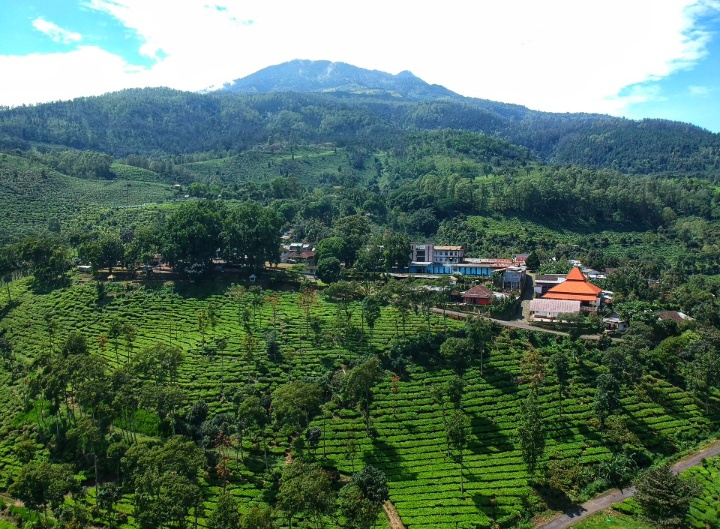 Menikmati Sejuknya Kebun Teh Jamus dan Serunya Melihat Rusa Tutul di Lereng Lawu