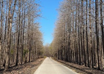 Hutan Jati Banjarejo Kedunggalar, Pesona Alam yang Berubah Cantik di Setiap Musim