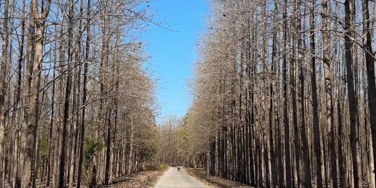 Hutan Jati Banjarejo Kedunggalar, Pesona Alam yang Berubah Cantik di Setiap Musim