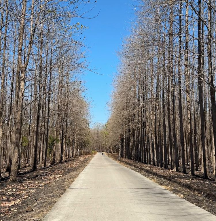 Hutan Jati Banjarejo Kedunggalar, Pesona Alam yang Berubah Cantik di Setiap Musim